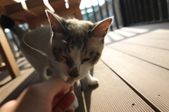 旅先の猫２