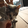 旅先の猫２