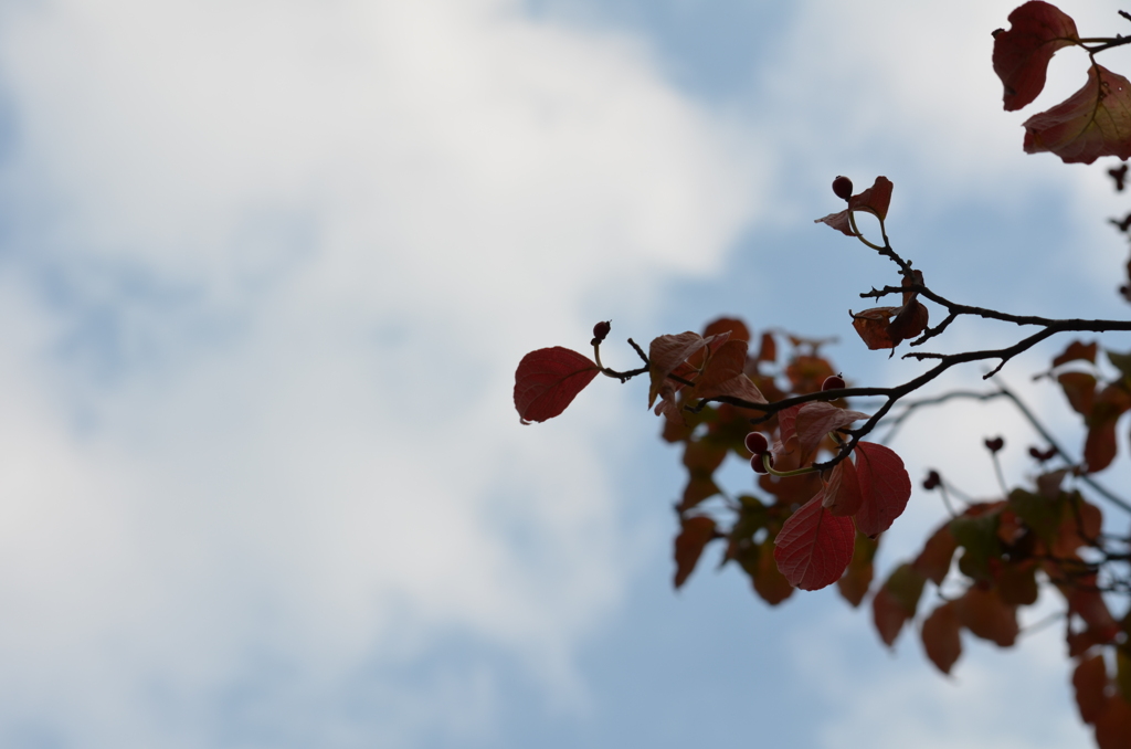 秋空に