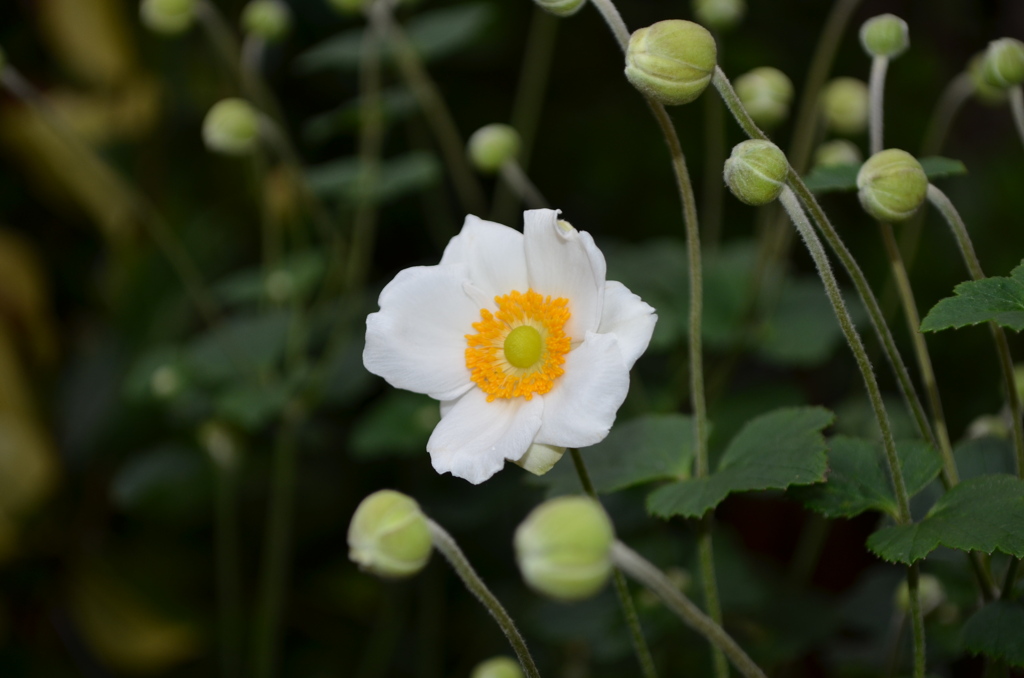 秋明菊