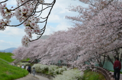 桜のトンネル