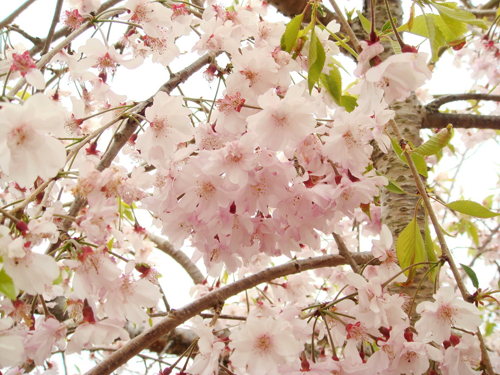 桜色
