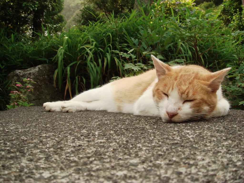 ぐうたら猫