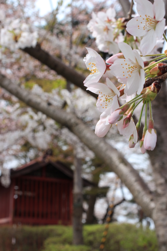 桜を囲む神社