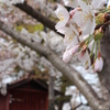 桜を囲む神社
