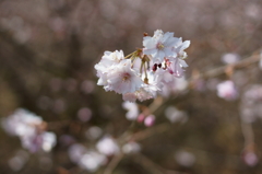 枝垂れ桜03