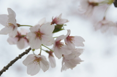 桜０１