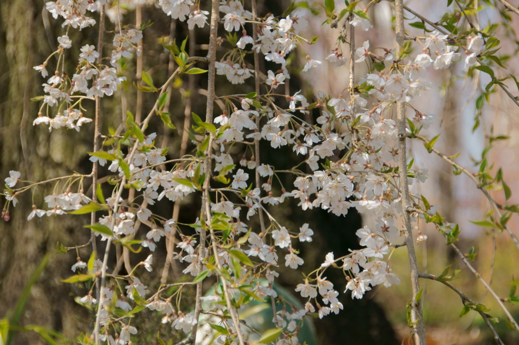 枝垂れ桜02