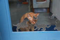 出たいな