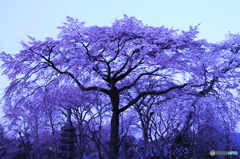 夜明け前