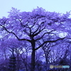 夜明け前