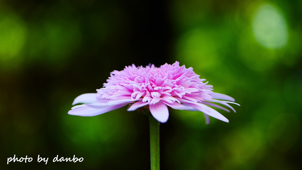 真珠の花 ＜6＞