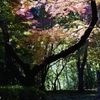 紅葉の頃にまたこーよー ver.2
