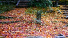 Fallen leaves ＜5＞