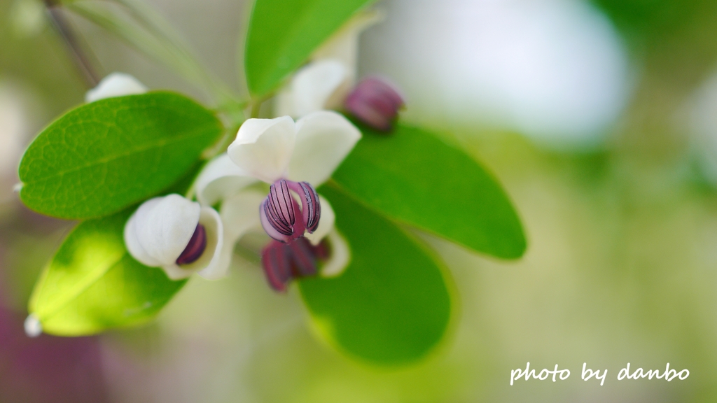 才能の花 ＜1＞　
