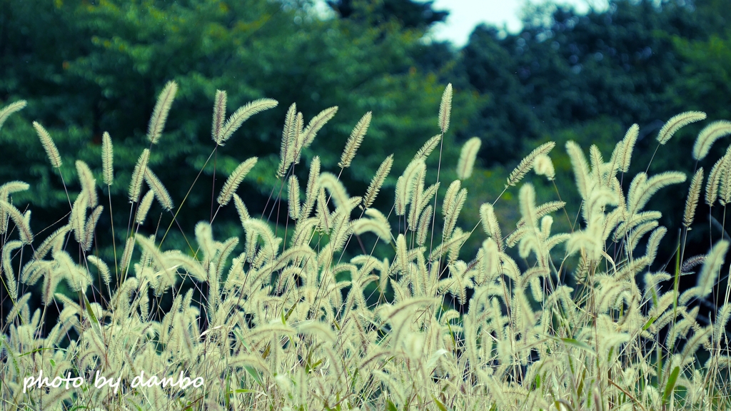 Foxtail Grass ＜6＞