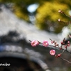 宝物館と紅梅