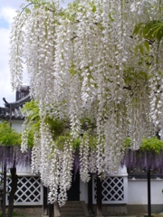 藤の花１