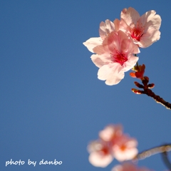 『陽光桜』 ＜2＞