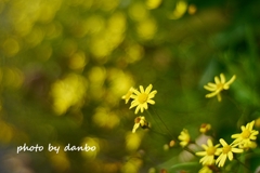 名前知れずの黄色い花 (2)