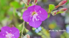 Spring Purple ＜8-1＞