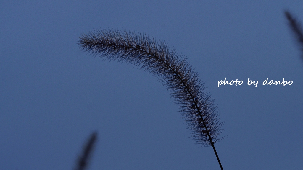 Foxtail Grass ＜5＞