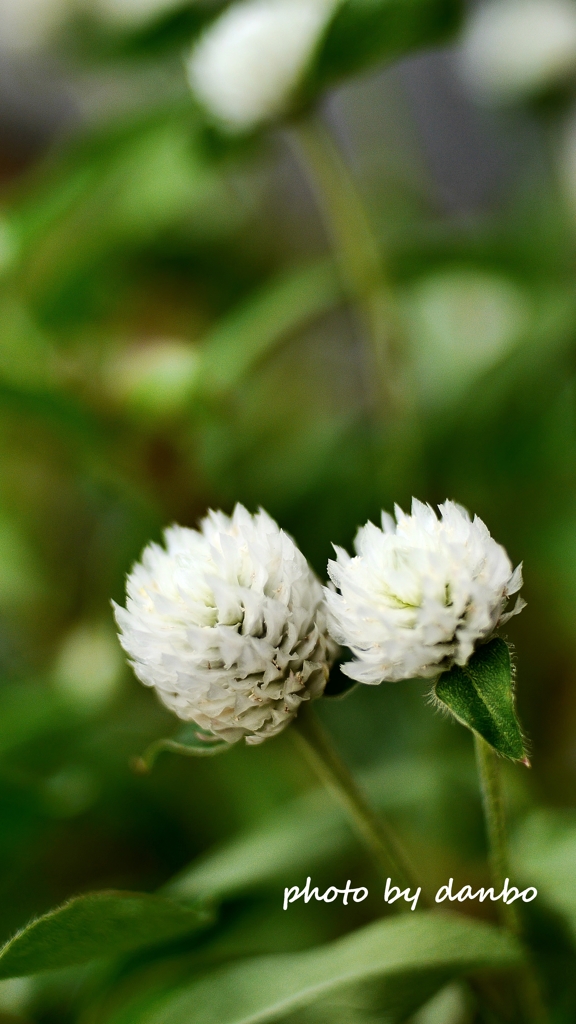 White Strawberry ＜2＞