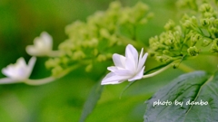 梅雨空に花火 ＜1＞