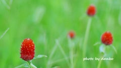 Strawberry Fields Forever ＜1＞