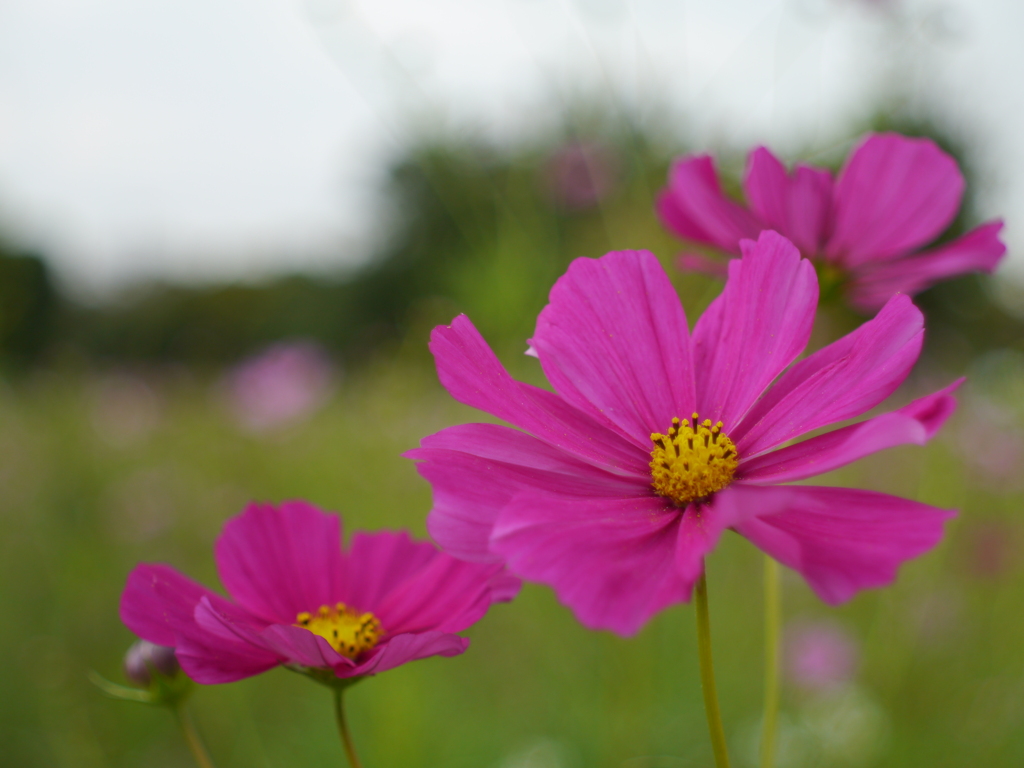 秋桜