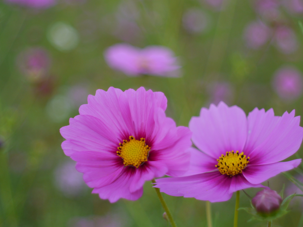 秋桜