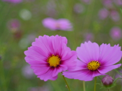 秋桜
