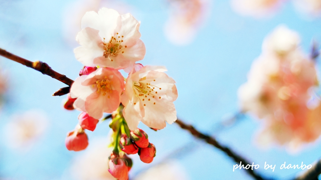 待ちわびて・・・桜 ＜1＞