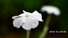 名誉の花 ＜6＞