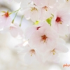 いくたびの櫻 ＜30＞