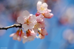 大寒桜三昧(二)
