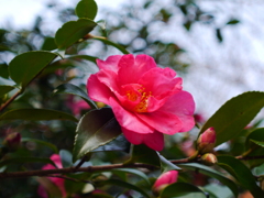 山茶花