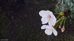 胴吹き桜(三)