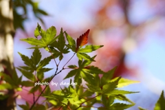 虫食いと紅葉