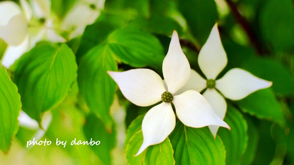 友情の花 ＜2＞