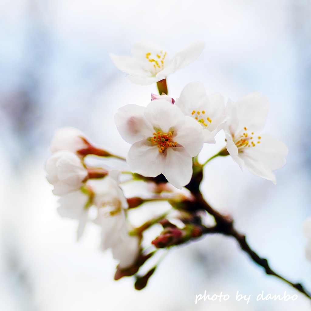 danboの私的開花宣言 ＜2＞