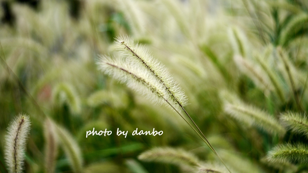 Foxtail Grass ＜2＞