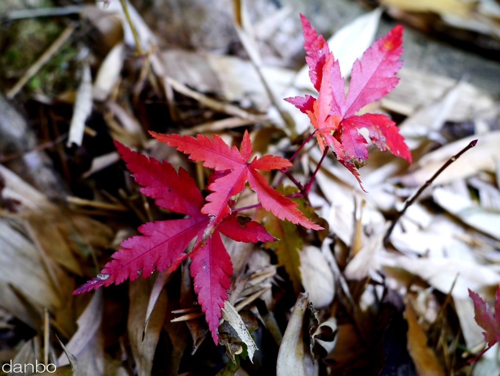 小さく紅葉 ver.2