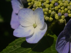 紫陽花