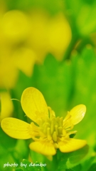 春の田んぼで咲く花 ＜5＞