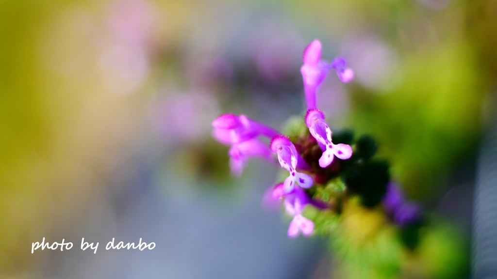 春の田んぼで咲く花 ＜1＞