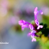 春の田んぼで咲く花 ＜1＞
