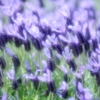 Lavender Breeze