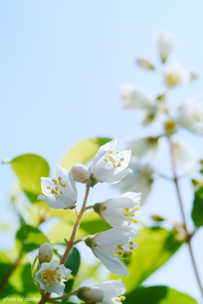 うつろな花(一)