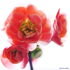 華やぐ放春花